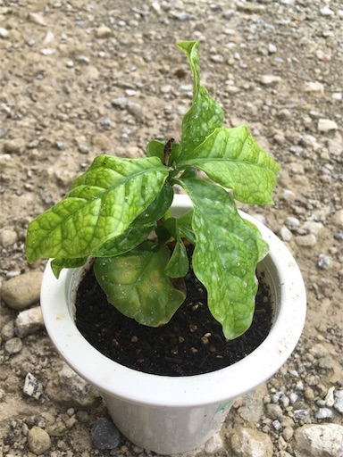 f:id:yasai18:20170718200412j:image:w250