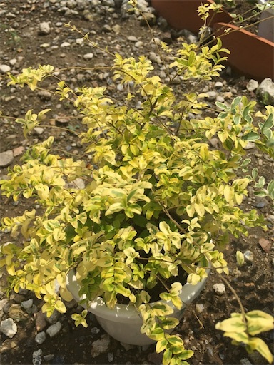 f:id:yasai18:20170729152039j:image:w250