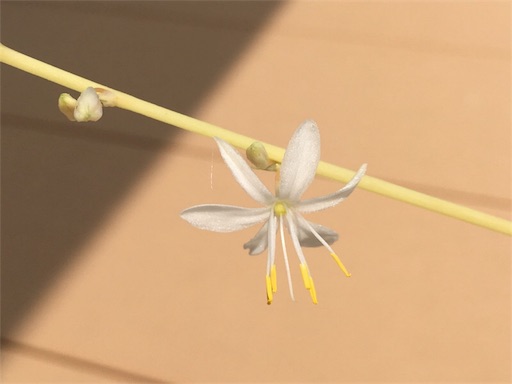 f:id:yasai18:20170729184635j:image:w250