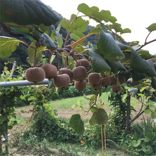 f:id:yasai18:20170806194450j:image:w250