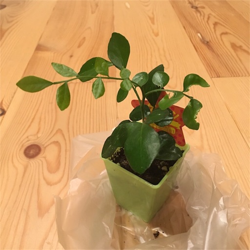 シルクジャスミン 