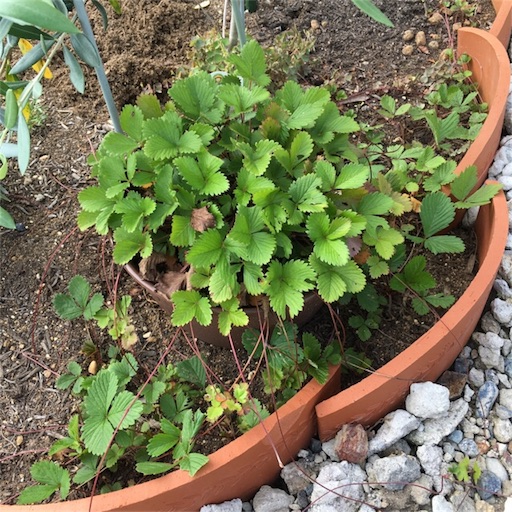 ワイルドストロベリー