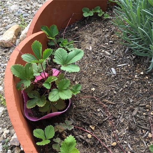 ワイルドストロベリー