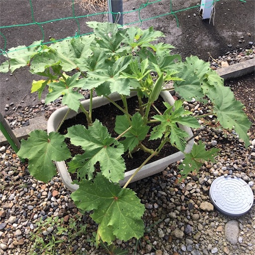 f:id:yasai18:20170820061601j:image:w250