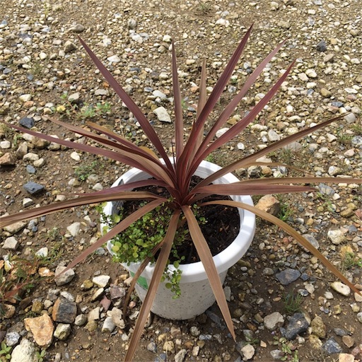 f:id:yasai18:20170826193904j:image:w250