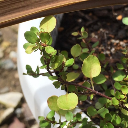 f:id:yasai18:20170826193919j:image:w250