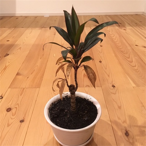 f:id:yasai18:20170827204506j:image:w250