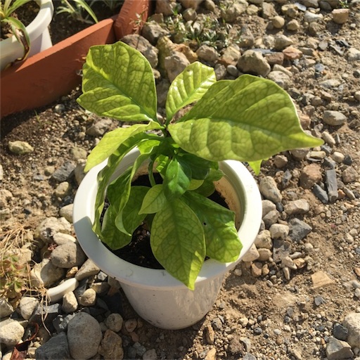 f:id:yasai18:20170902192502j:image:w250