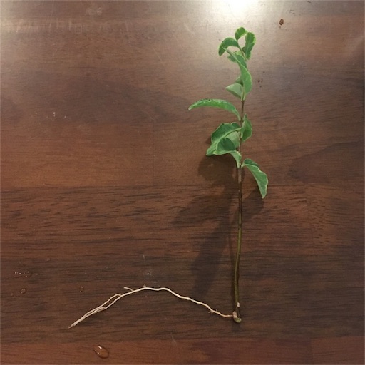 f:id:yasai18:20170916142655j:image:w250