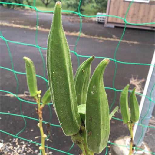 f:id:yasai18:20171016083245j:image:w270