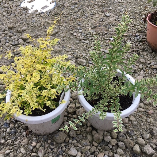 f:id:yasai18:20171018201625j:image:w270