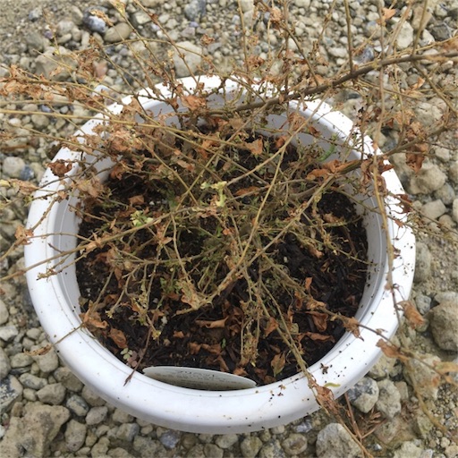 f:id:yasai18:20171018201635j:image:w270