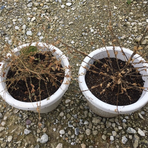 f:id:yasai18:20171018201648j:image:w270