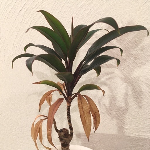 f:id:yasai18:20171025001334j:image:w270