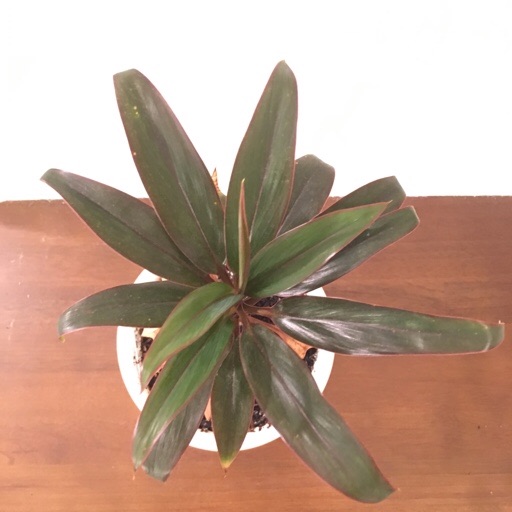 f:id:yasai18:20171025001404j:image:w270