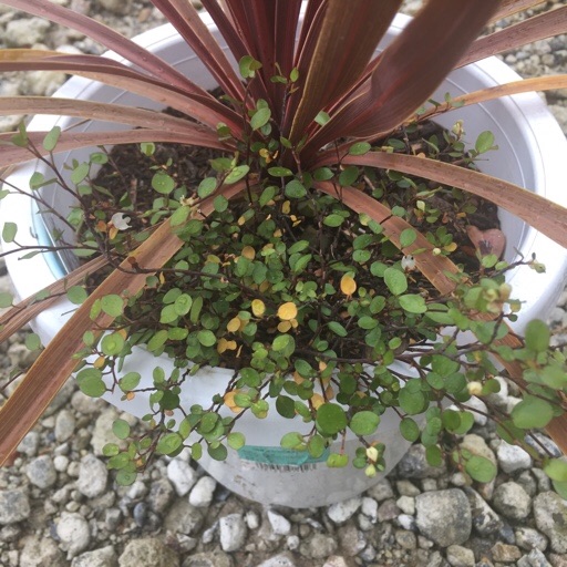 ワイヤープランツ