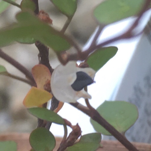 ワイヤープランツ