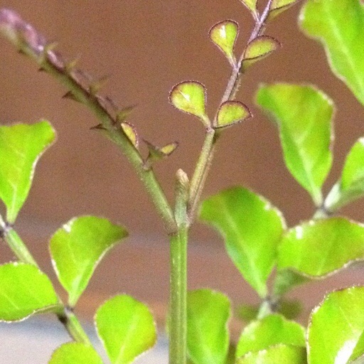 シマトネリコ芽の生長