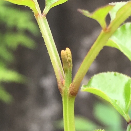 シマトネリコ芽の生長