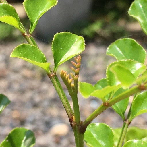 シマトネリコ芽の生長