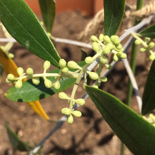 オリーブつぼみ