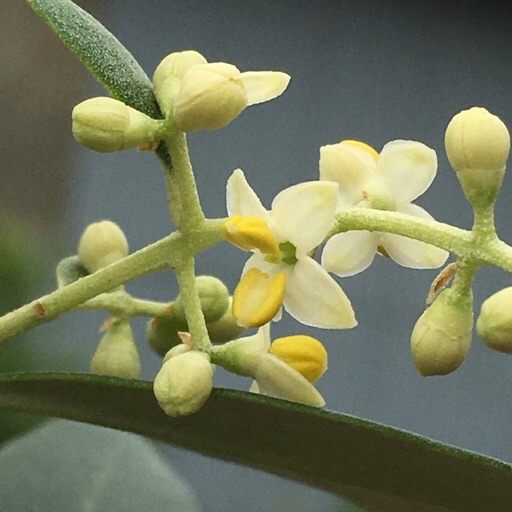 オリーブ花