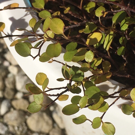 ワイヤープランツ