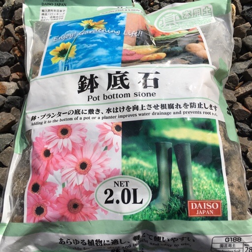 2 シマトネリコ 鉢植えに植え替え 植物の生長記録 By Yasai18