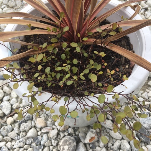 ワイヤープランツ