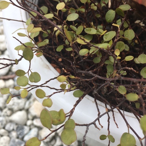 ワイヤープランツ