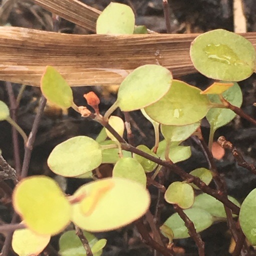 ワイヤープランツ