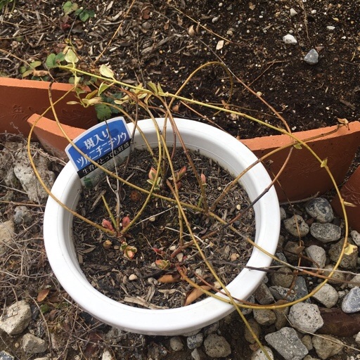 ツルニチニチソウ