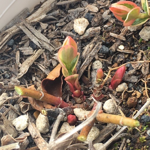 ツルニチニチソウ