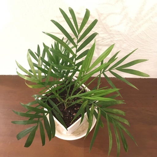 テープルヤシ テープルヤシ