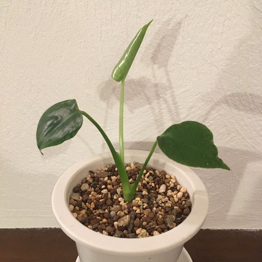34 モンステラ 植え替え後の変化 植物の生長記録 By Yasai18