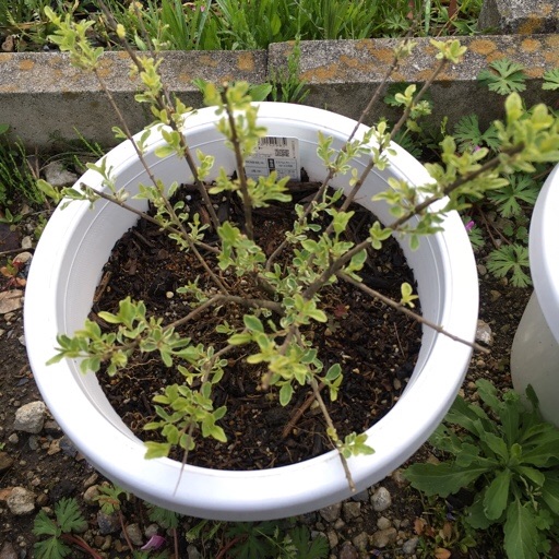 シルバープリペット