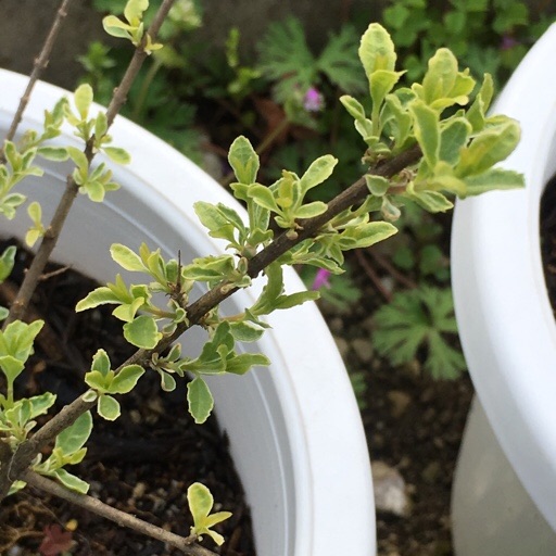 シルバープリペット