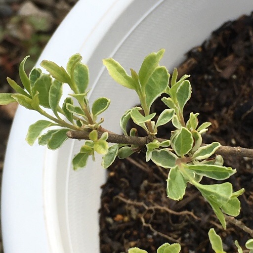 シルバープリペット