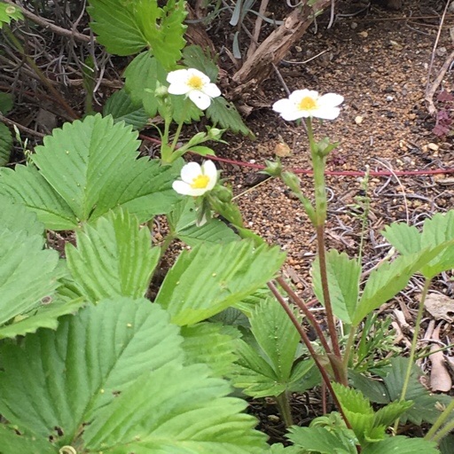 ワイルドストロベリー