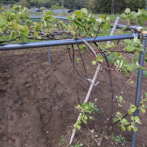 キウイフルーツ