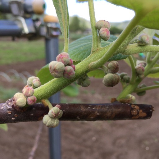 キウイフルーツ