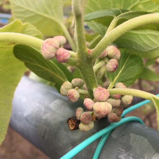 キウイフルーツ