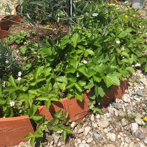 ワイルドストロベリー ワイルドストロベリー