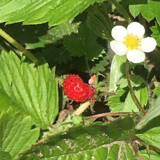 ワイルドストロベリー ワイルドストロベリー