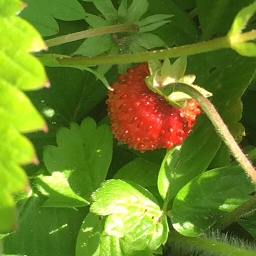 ワイルドストロベリー ワイルドストロベリー