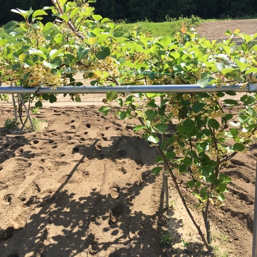 キウイフルーツ キウイフルーツ