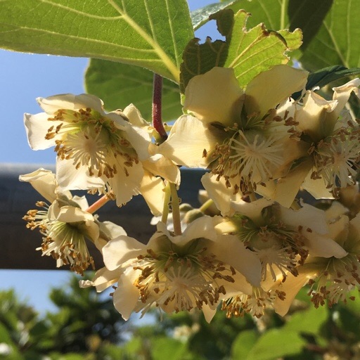 キウイフルーツ キウイフルーツ