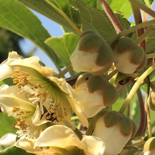 キウイフルーツ キウイフルーツ