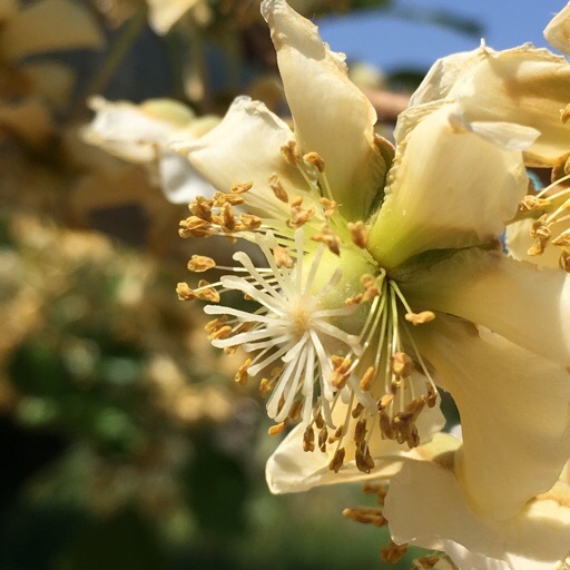 キウイフルーツ キウイフルーツ
