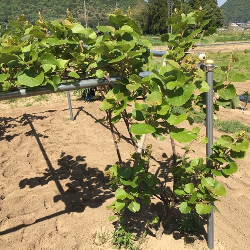 キウイフルーツ キウイフルーツ